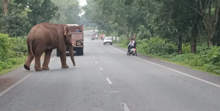 खूंटी में 25 दिनों से सड़क पर हाथियों का डेरा: थम गई रफ्तार, दहशत में लोग; विशेषज्ञ बोले—जंगल नहीं, इसलिए सड़कें बने गजराजों के नए रास्ते