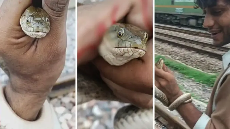 सांप के मुंह में अंगूठा डालकर बना रहा था Reel, 3 बार डसा तो उड़ गए होश; औरैया की घटना का वीडियो वायरल
