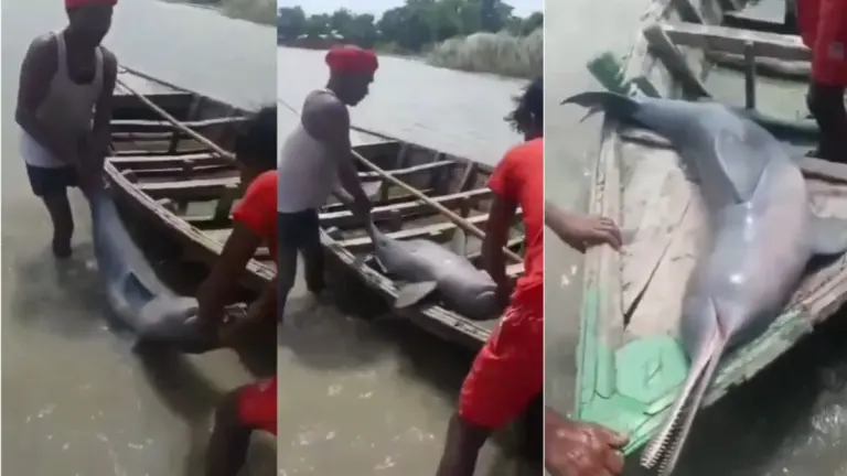कोसी नदी में मछुआरे के जाल में फंसी डॉल्फिन, नाव पर ले जाकर बोला- ‘इससे तेल निकालूंगा’, VIDEO वायरल