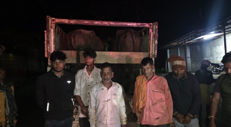 गौरेला-पेंड्रा-मरवाही में बड़ी कार्रवाई: बूचड़खाने ले जाए जा रहे 8 मवेशी बरामद, 12.30 लाख की संपत्ति जब्त; 5 गिरफ्तार